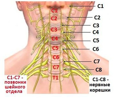 Народные средства при межпозвонковой грыже шейного отдела позвоночника