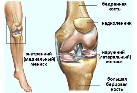 Расположение мениска в коленном суставе