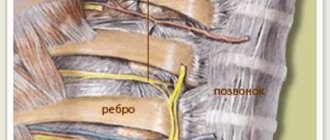 Схема межрёберных неровов и корешка спинного мозга