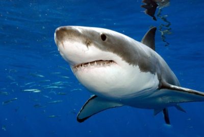 В каких препаратах содержится акулий жир