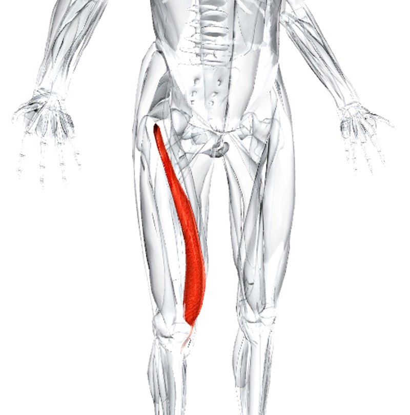 Причины болей в ноге от паха до колена по внутренней и внешней сторонам бедра